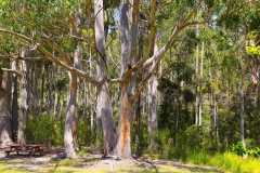 Australian-Landscape-Malcolm-Whitling-Best-Open-B-Grade-PDI-Feb-2026