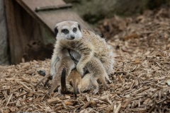 Feeding-Time-Anne-Shellard-Commended-Open-A-Grade-PDI-Feb-2026