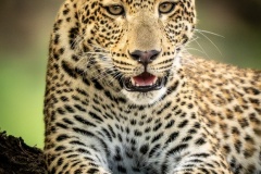 Leopard-cub-Annette-Donald-Commended-Open-A-Grade-PDI-Feb-2026