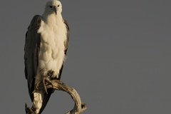 Sea-Eagle-early-morning-sentinel-on-Jim-Jim-Creek-Richard-Lang-Commended-Open-A-Grade-PDI-Feb-2026