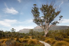 The-Path-Anne-Shellard-Best-Set-Subject-A-Grade-PDI-Feb-2026