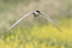 Whiskered-Tern-Phil-Marley-Commended-Open-A-Grade-PDI-Feb-2026