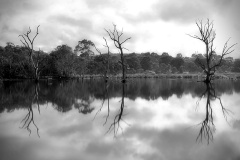 Banyule Flats - James Mexias (Commended - Set Subject A Grade Print - Feb 2026)