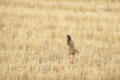 Here's looking at you - Renate Parton (Commended - Open A Grade Print - Feb 2026)