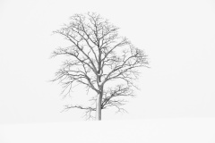 Snow Covered Tree - Russell Turner (Commended - Open B Grade Print - Feb 2026)