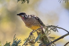 Wattle Bird Royal Park - Lesley Bretherton (Commended - Open A Grade Print - Feb 2026)