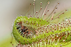 A-sticky-end-Ken-Gosbell-Commended-Open-A-Grade-PDI-Mar-2026