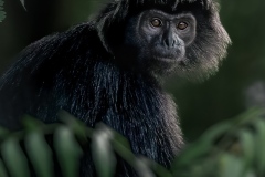 Black-Leaf-Monkey-Jo-Kneebone-Best-Open-A-Grade-PDI-Mar-2026