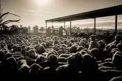 Drafting-the-Sheep-Russell-Spence-Commended-Set-Subject-A-Grade-PDI-Mar-2026