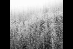 Foggy-Trees-Peter-King-Commended-Set-Subject-A-Grade-PDI-Mar-2026