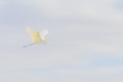 Ibis-Russell-Spence-Highly-Commended-Open-A-Grade-PDI-Mar-2026