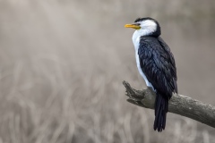 Little-Pied-Cormorant-Maarten-Grabandt-Commended-Open-A-Grade-PDI-Mar-2026