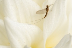 Mayfly-at-home-Stefanie-Wendler-Canning-Commended-Open-A-Grade-PDI-Mar-2026