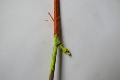 stick-Jacqui-Stewart-Commended-Open-B-Grade-PDI-Mar-2026