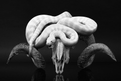 2026 MAR Print Awards: Judge - Masa Hoss; Set Subject - Contrast texture and form in Monochrome