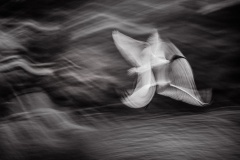 Flight-of-Fancy-Russell-Spence-Commended-Set-Subject-A-Grade-Print-Mar-2026