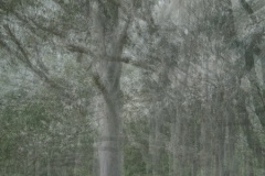 Ghosts-with-the-Trees-Anne-Shellard-Commended-Open-A-Grade-Print-Mar-2026