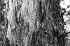 I-Love-Mo-Stephen-Nagle-Commended-Set-Subject-A-Grade-Print-Mar-2026