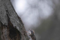 Lady-in-a-Hurry-Don-Knight-Best-Open-B-Grade-Print-Mar-2026