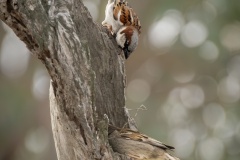 Sparrows-nesting-Renate-Parton-Highly-Commended-Open-A-Grade-Print-Mar-2026