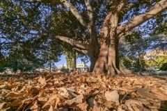 A-Tree-from-the-Knee-Bob-Warfield-Commended-Set-Subject-A-Grade-PDI-May-2026