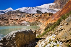 Alpine-Chickweed-with-Alalinhorn-in-Saas-Fee-Juerg-von-Kaenel-Highly-Commended-Set-Subject-A-Grade-PDI-May-2026