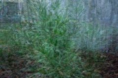 Backyard-Confusion-Anne-Shellard-Commended-Set-Subject-A-Grade-PDI-May-2026