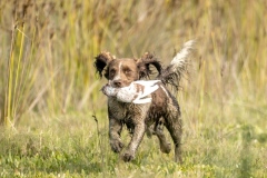 Dog-Retrieving-competition-winning-run-Graeme-Diggle-Commended-Open-A-Grade-PDI-May-2026