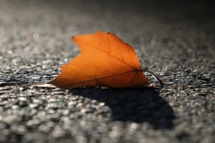 Leaf-Tim-Hunt-Best-Set-Subject-B-Grade-PDI-May-2026