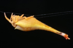 Scorpion-Spider-Nicole-Andrews-Highly-Commended-Open-A-Grade-PDI-May-2026