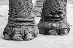 Wrinkles-Rebecca-Polonski-Best-Set-Subject-A-Grade-PDI-May-2026