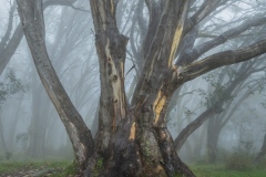 Snow-Gums-in-the-Fog-Anne-Shellard-Commended-Open-A-Grade-Print-May-2026