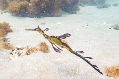Weedy-Sea-Dragon-Lesley-Bretherton-Best-Set-Subject-A-Grade-Print-May-2026