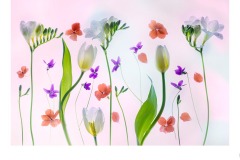 Fresias and Tulips - Lesley Bretherton (Best - Open A Grade - 22 Apr 2021 PDI)