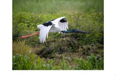 Jabiru in flight  - Kyffin Lewis (Commended - Open A Grade - 22 Apr 2021 PDI)
