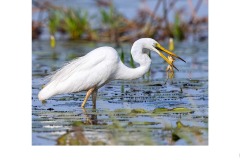 Feeding Egret  - Kyffin Lewis (Best - Open A Grade - 22 Jul 2021 PDI)
