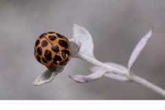 Ladybird - Nicole Andrews (Commended - Open A Grade - 22 Jul 2021 PDI)