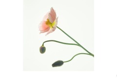 Poppy and buds - Annette Donald (Commended - Open A Grade - 22 Jul 2021 PDI)