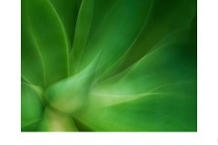 Succulent - Nicole Andrews (Highly Commended - Set Subj A Grade - 22 Jul 2021 PDI)
