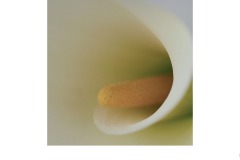 Arum Lily - Sally Paterson (Commended - Open A Grade - 22 Oct 2020 PDI)