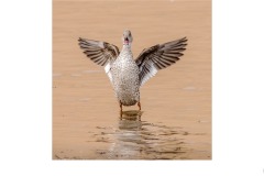 Cape Teal - Tuck Leong (Commended - Open A Grade - 22 Oct 2020 PDI)