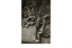 Dante's Inferno - Denise Lawry (Commended - Open B Grade - 22 Oct 2020 PDI)