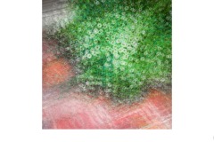 Impression of daisies - John Godfrey (Commended - Open B Grade - 22 Oct 2020 PDI)