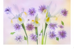 Iris and Chyrsanthamums - Lesley Bretherton (Commended - Open A Grade - 22 Oct 2020 PDI)
