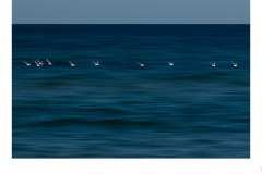 Seagulls - John Parkinson (Commended - Set Subj A Grade - 22 Oct 2020 PDI)