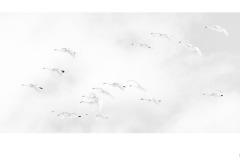 Swans - Alan Donald (Best - Open A Grade - 22 Oct 2020 PDI)