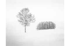 Birch-and-Copse-Lesley-Bretherton-Best-Set-Subject-A-Grade-PDI-22-Sep-2022