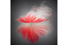 Feather-Annette-Donald-Commended-Open-A-Grade-PDI-22-Sep-2022