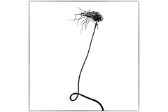 Reaching-Up-Russell-Spence-Highly-Commended-Set-Subject-B-Grade-PDI-22-Sep-2022