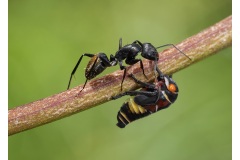 Symbiosis-Nicole-Andrews-Commended-Open-A-Grade-PDI-22-Sep-2022